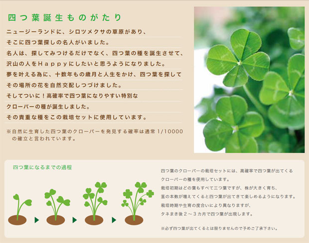 ギフトに 四つ葉のクローバー栽培セット : 園芸ネット - 通販 - Yahoo 