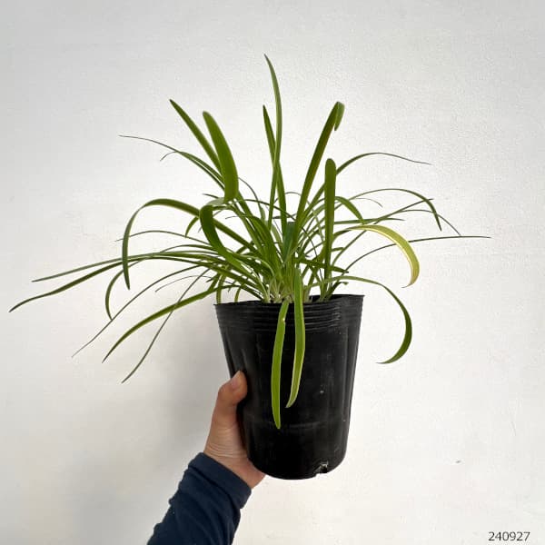 草花の苗 アガパンサス ゴールデンドロップ(斑...の詳細画像1