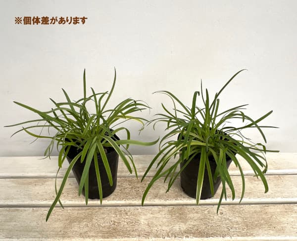 草花の苗 アガパンサス ゴールデンドロップ(斑...の詳細画像5