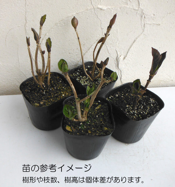 花木 庭木の苗/アジサイ：ほっこり3.5号ポット｜engei｜02