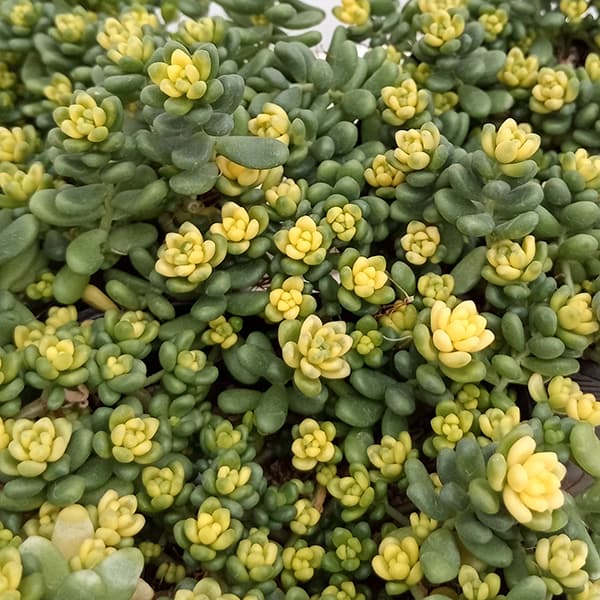 観葉植物 セダム 斑入りタイトゴメ3号ポットの詳細画像2