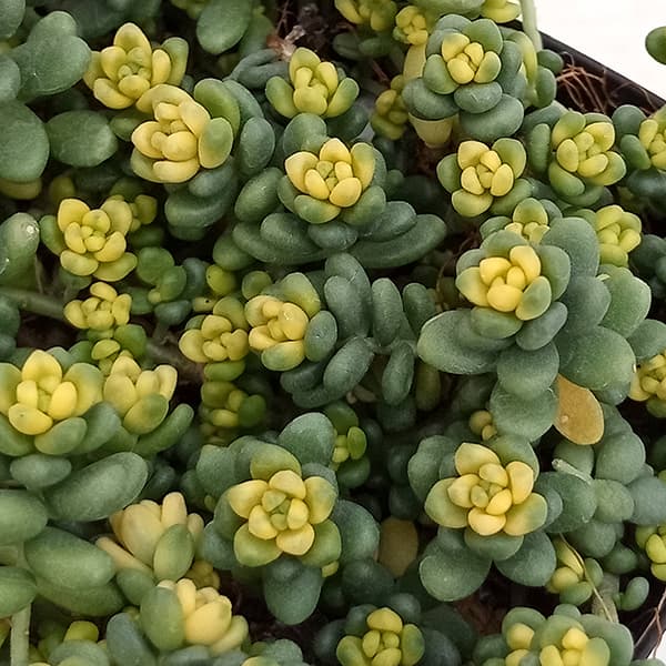 観葉植物 セダム 斑入りタイトゴメ3号ポットの詳細画像3