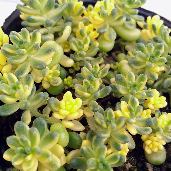 観葉植物 セダム 斑入りタイトゴメ3号ポットの詳細画像5