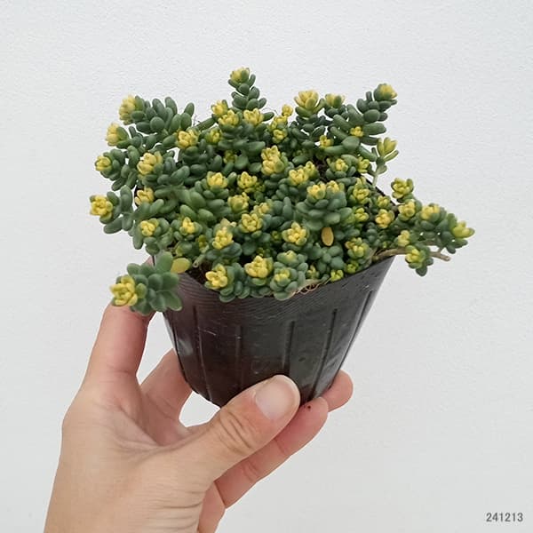 観葉植物 セダム 斑入りタイトゴメ3号ポットの詳細画像1