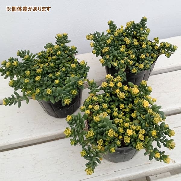 観葉植物 セダム 斑入りタイトゴメ3号ポットの詳細画像4