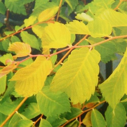 花木 庭木の苗/ケヤキ：黄金葉（オウゴンバ）3.5〜4号ポット｜engei｜03