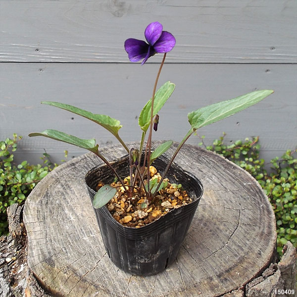 山野草の苗 スミレ フジミョウジン(富士明神)...の詳細画像2