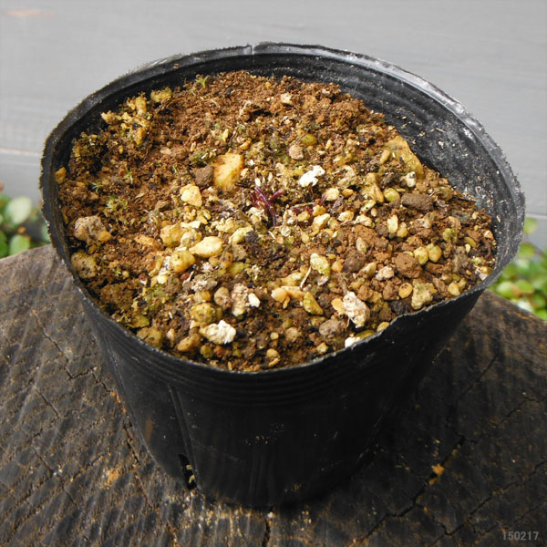 山野草の苗 スミレ フジミョウジン(富士明神)...の詳細画像3