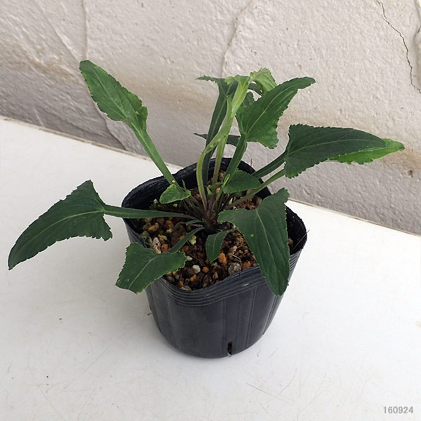 山野草の苗 スミレ フジミョウジン(富士明神)...の詳細画像1