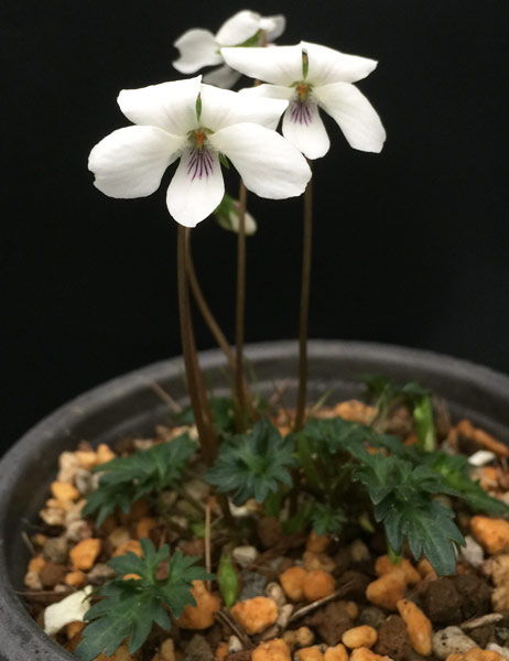 山野草の苗 スミレ キクバヤクシマ2.5号ポットの詳細画像3