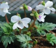 山野草の苗 スミレ キクバヤクシマ2.5号ポットの詳細画像2