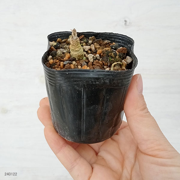 山野草の苗 スミレ キクバヤクシマ2.5号ポットの詳細画像1