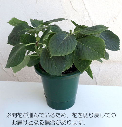 花木 庭木の苗/アジサイ：ラブストーリー（赤覆輪）5号鉢植え（咲き進み〜開花終了）｜engei｜02