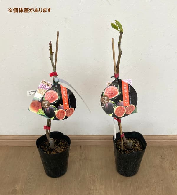 果樹の苗/イチジク：久留米くろみつ4号ポット｜engei｜03