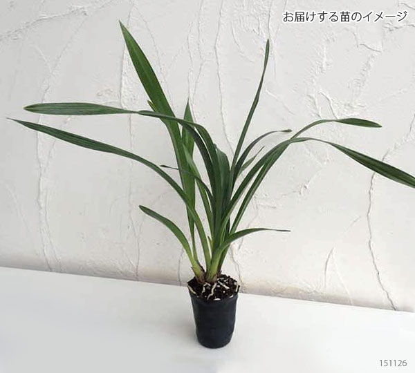 山野草の苗/シンビジウム：フォアゴットンフルーツ3号ポット苗