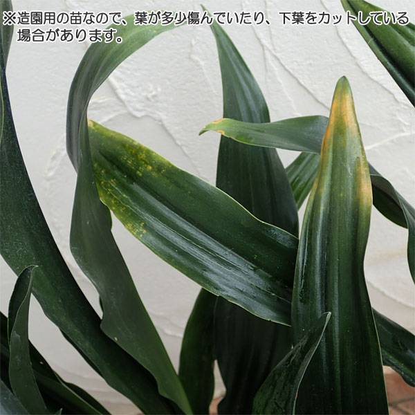 草花の苗/オモト（万年青）：緑葉（造園用）5号ポット｜engei｜04