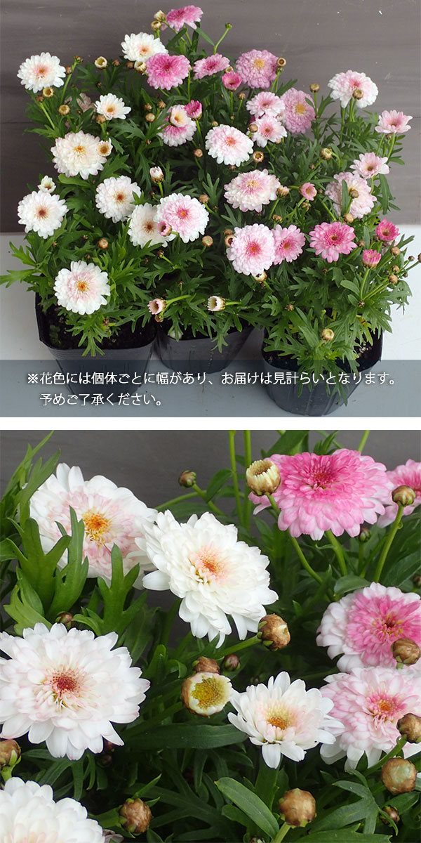 草花の苗 マーガレット 白モモコ3.5号ポットの詳細画像2