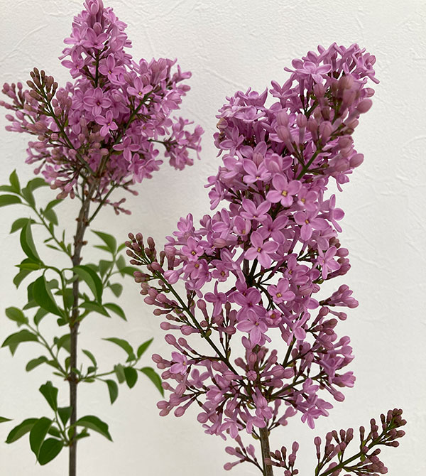 花木 庭木の苗 ヒメライラック ライラックサンデー4号ポット : 園芸