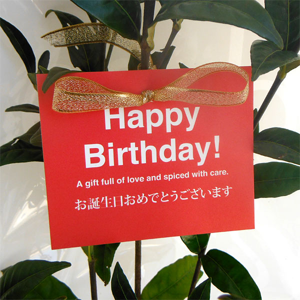 花木 庭木の苗/苗木ギフト：実成りクチナシ・「お誕生日おめでとうございます」カード付｜engei｜03