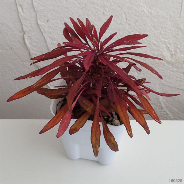 草花の苗 サマーセール (わけあり特価)コリウ...の詳細画像1