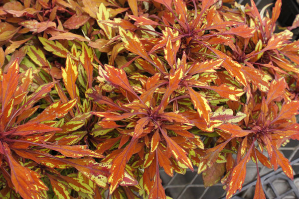 草花の苗 サマーセール (わけあり特価)コリウ...の詳細画像3