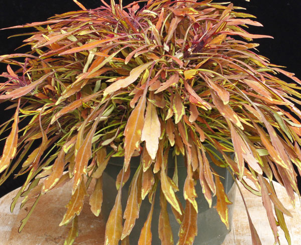 草花の苗 サマーセール (わけあり特価)コリウ...の詳細画像4