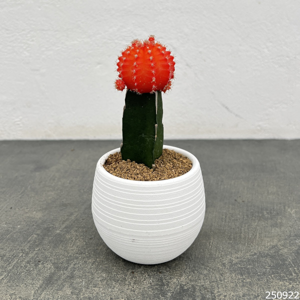 観葉植物 サボテン 緋牡丹(ヒボタン)オレンジ...の詳細画像1
