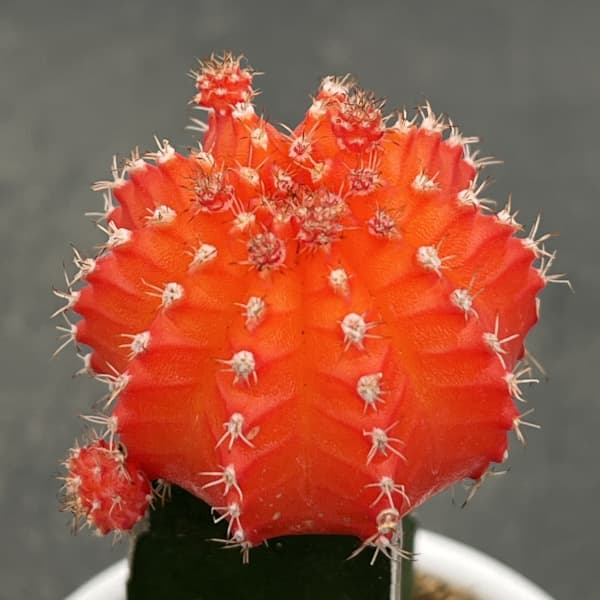 観葉植物 サボテン 緋牡丹(ヒボタン)オレンジ...の詳細画像2