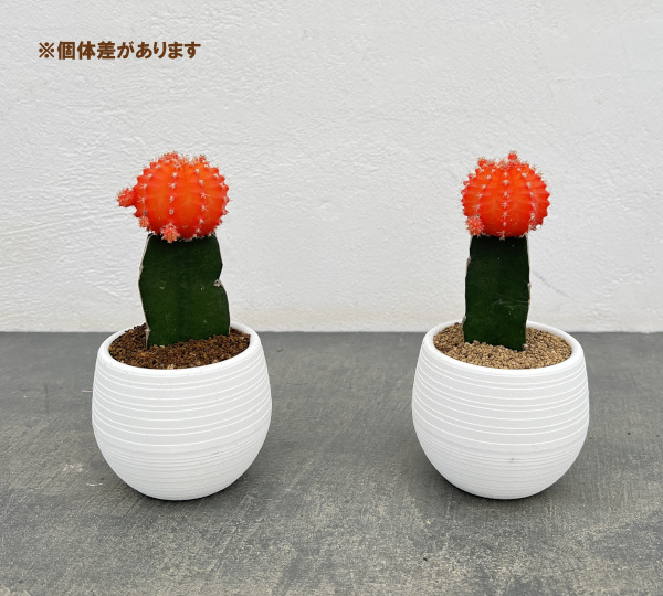 観葉植物 サボテン 緋牡丹(ヒボタン)オレンジ...の詳細画像3