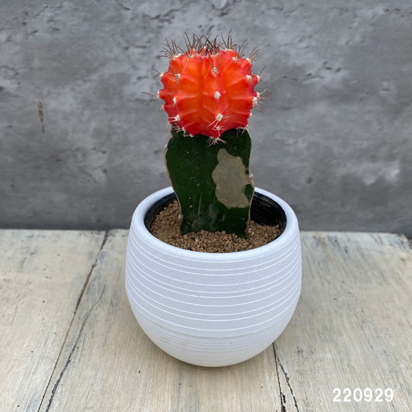 観葉植物 サボテン 緋牡丹(ヒボタン)オレンジ...の詳細画像4