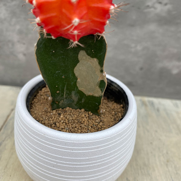 観葉植物 サボテン 緋牡丹(ヒボタン)オレンジ...の詳細画像5