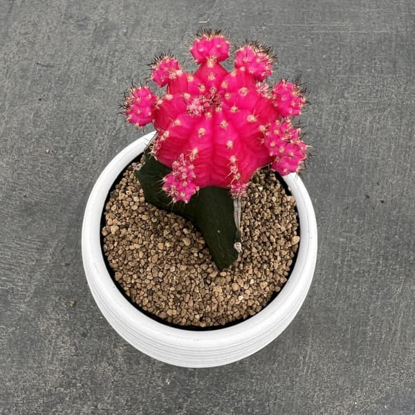 観葉植物 サボテン 緋牡丹（ヒボタン）ピンク3号ポット : 園芸ネット