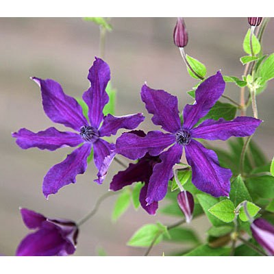 バラの苗 トゥルーブルーム レッドキャプテン6号鉢植え 1421 園芸ネット 通販 Yahoo ショッピング