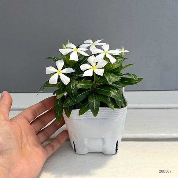 ニチリウ永瀬（花、ガーデニング）のおすすめ人気商品一覧 通販
