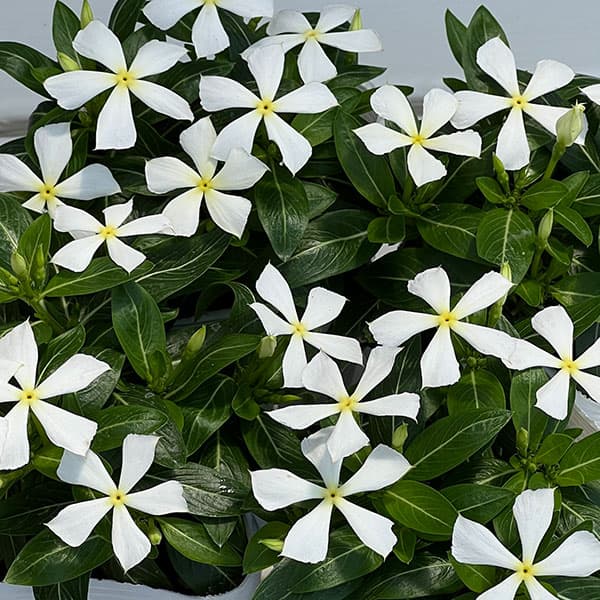 ニチリウ永瀬（花、ガーデニング）のおすすめ人気商品一覧 通販