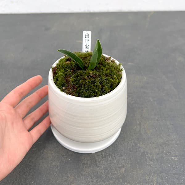 観葉植物 ギフトに オモト（万年青） 出世実生・鉢植え もえ白S・皿付