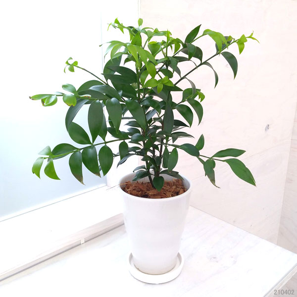 観葉植物 梛 ナギ の木4号陶器鉢植え 園芸ネット 通販 Yahoo ショッピング