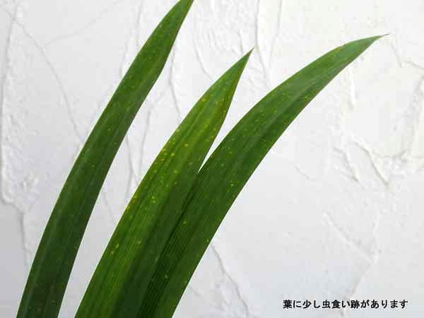 野菜の苗 アジアンハーブ パンダンリーフ4号ポット |  | 05