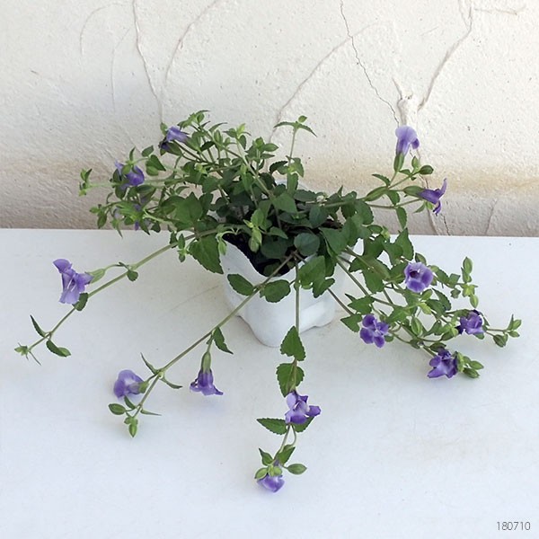 草花の苗 スーパートレニア カタリーナブルーリ...の詳細画像5