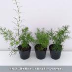 観葉植物/アスパラガス:スプレンゲリー3号ポット苗の詳細画像5