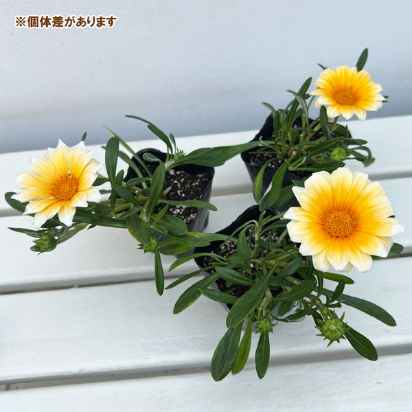 草花の苗 26年10月中下旬予約 ガザニア カ...の詳細画像3