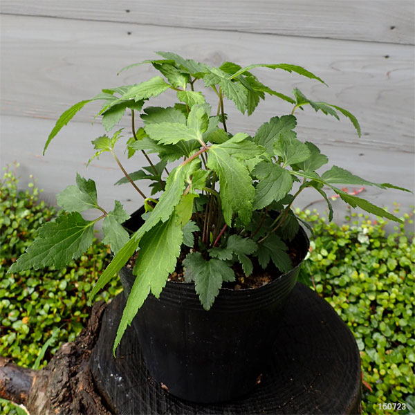 草花の苗 シュウメイギク(秋明菊) ももいろブ...の詳細画像5