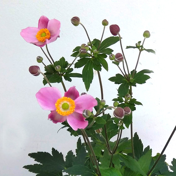 草花の苗 シュウメイギク(秋明菊) ももいろブ...の詳細画像2