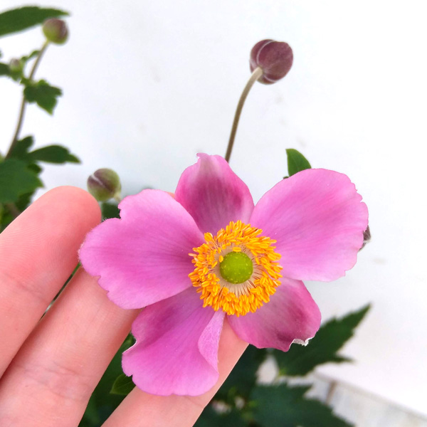 草花の苗 シュウメイギク(秋明菊) ももいろブ...の詳細画像4