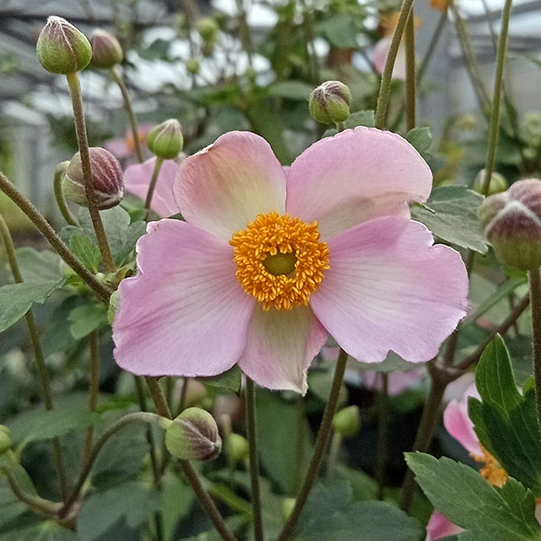 草花の苗 シュウメイギク(秋明菊) ももいろブ...の詳細画像1