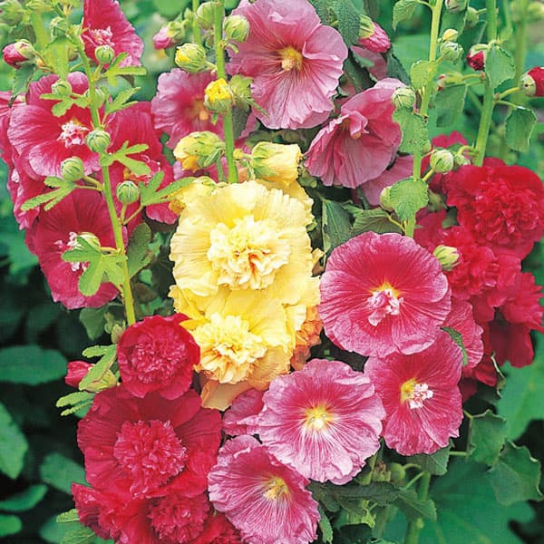 おすすめ！【10粒】八重＆２色咲きのホリホック　１本に２色咲き♪ おすすめ！【10粒】八重＆2色咲きのホリホック 1本に2色咲き♪