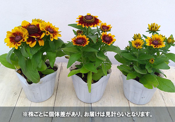 草花の苗 (わけあり特価)ルドベキア トト ラ...の詳細画像3
