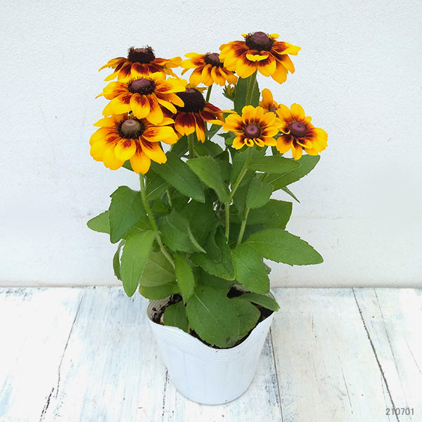 草花の苗 (わけあり特価)ルドベキア トト ラ...の詳細画像5