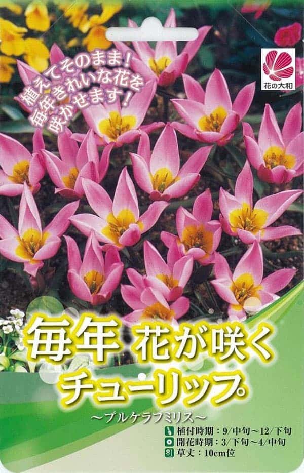 球根 26年9月中下旬予約 チューリップ(原種...の詳細画像2