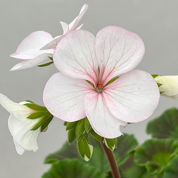 ゼラニウム 苗のおすすめ人気商品一覧 通販 - Yahoo!ショッピング